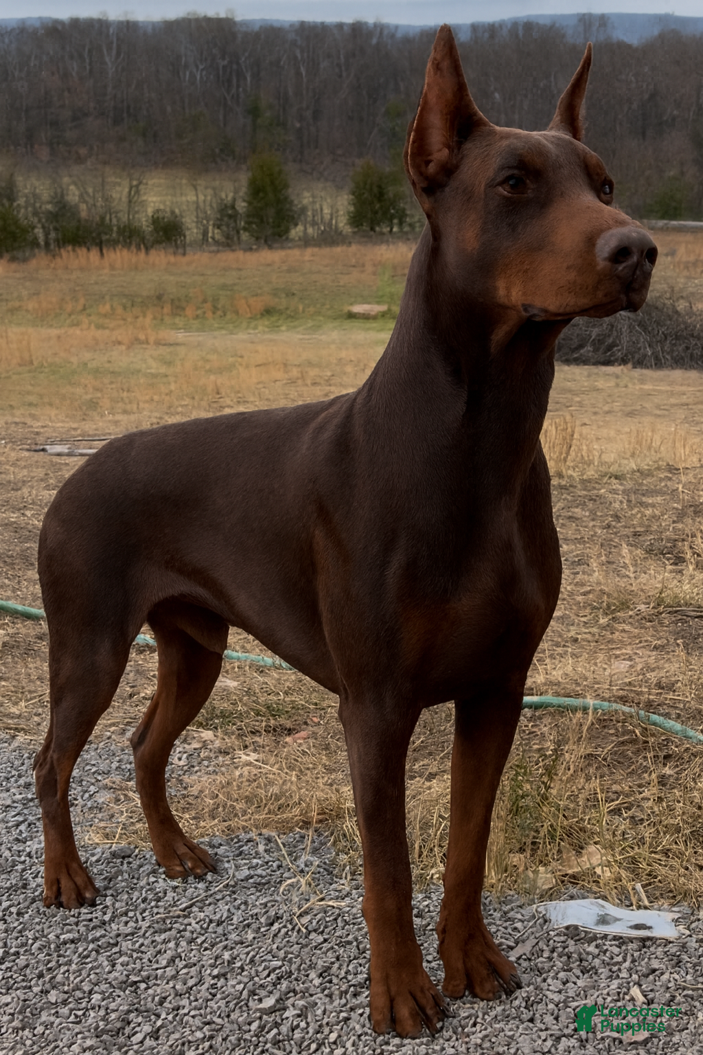 Doberman Pinscher dogs stud service - Ad 5