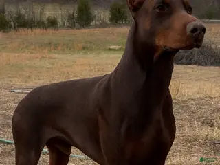 Doberman Pinscher dogs stud service - Ad 3