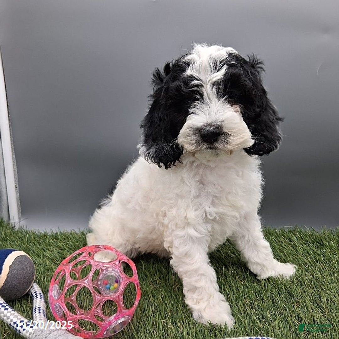 Cockapoo dogs for sale: Trevor - Ad 1