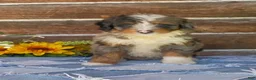 Mini Bernedoodle dogs for sale: Mini Bernedoodle 6 - Ad 2