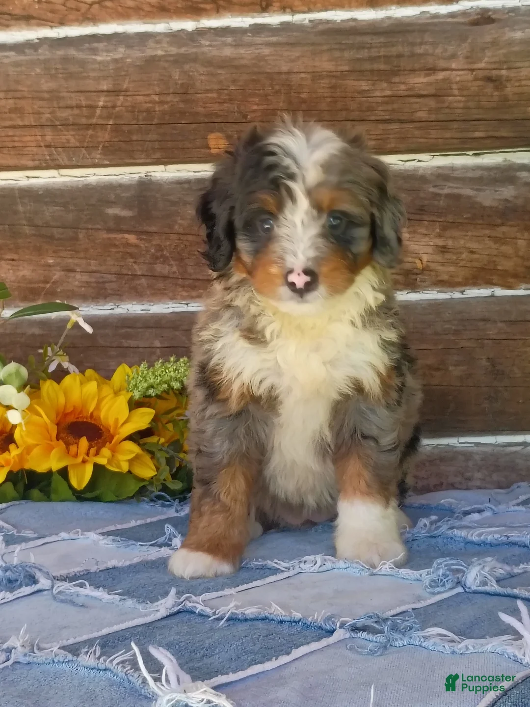 Mini Bernedoodle dogs for sale: Mini Bernedoodle 6 - Ad 2