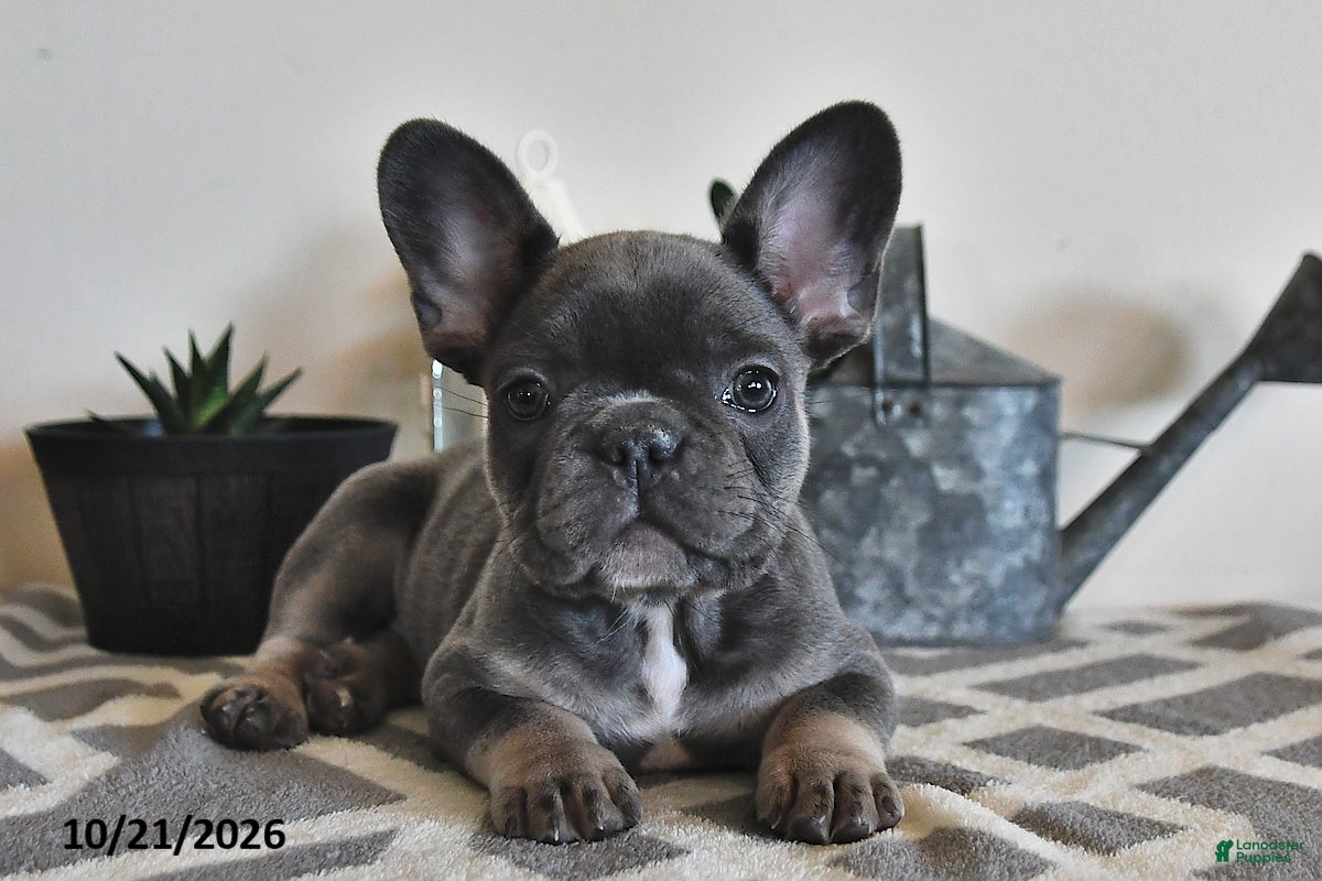 French Bulldog dogs Geneva - Ad 1