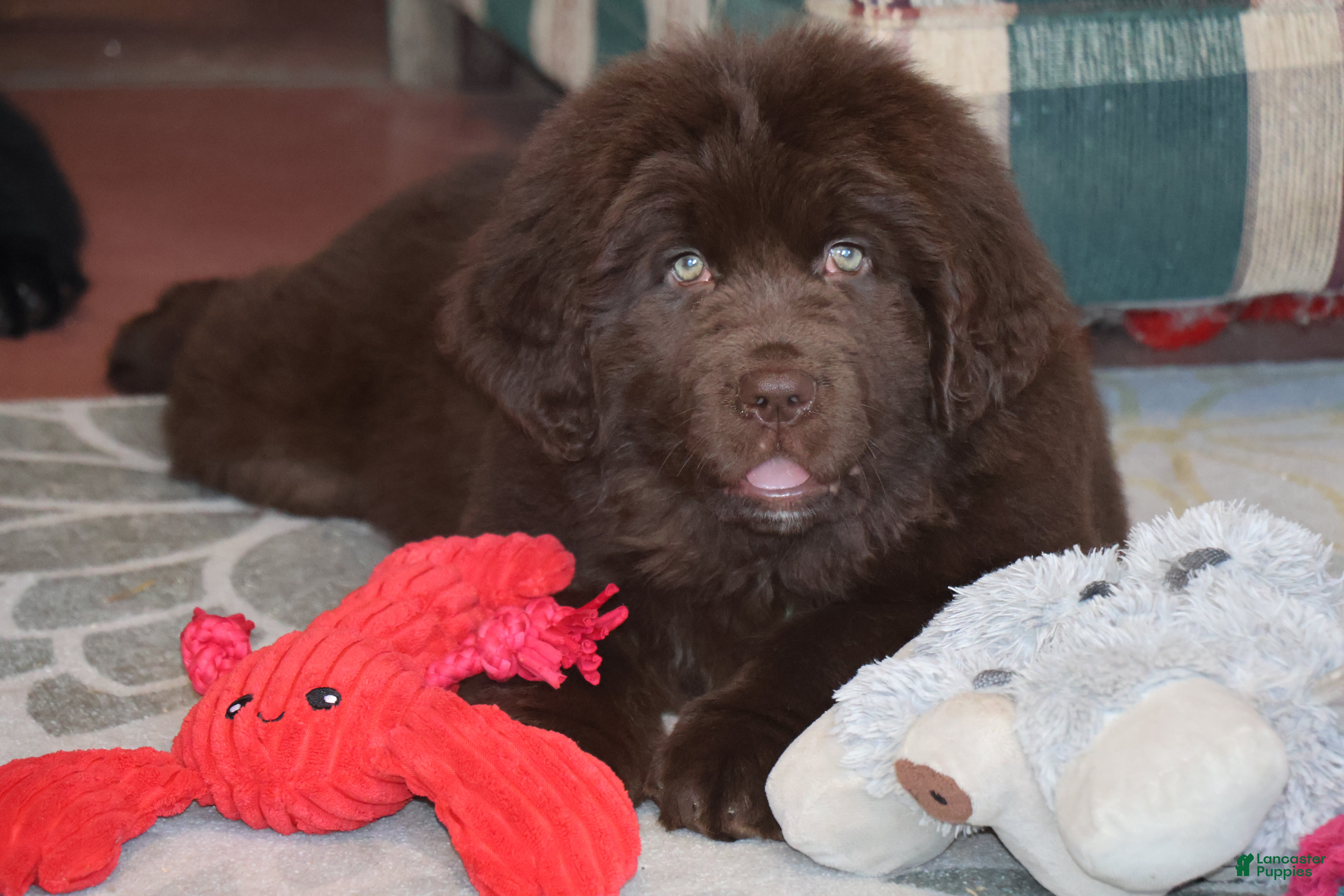 Newfoundland dogs Carson - Ad 1