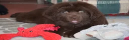Newfoundland dogs for sale: Carson - Ad 1