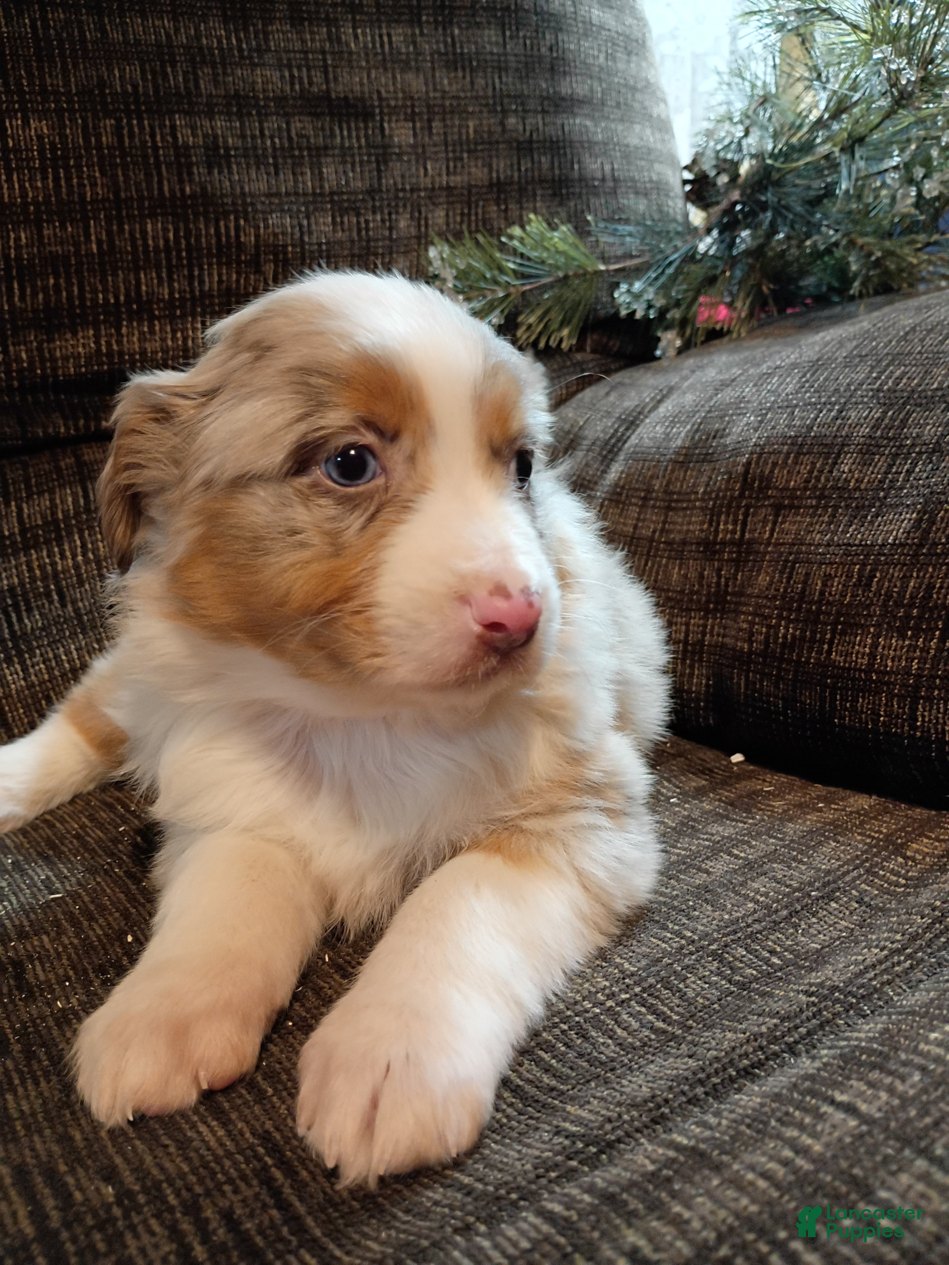 Australian Shepherd dogs Daisy - Ad 2