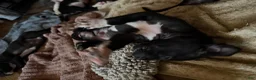 Mixed Breed dogs for sale: Baby 6 - Ad 2