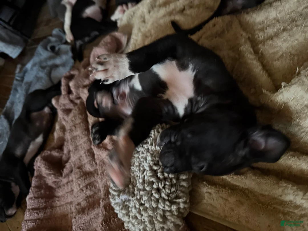 Mixed Breed dogs for sale: Baby 6 - Ad 2