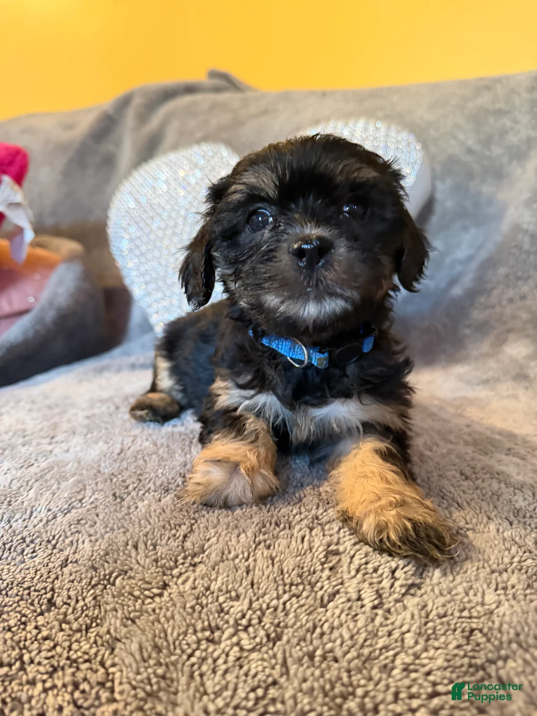 Mixed Breed dogs for sale: Mixed Breed Puppy 1 - Ad 16