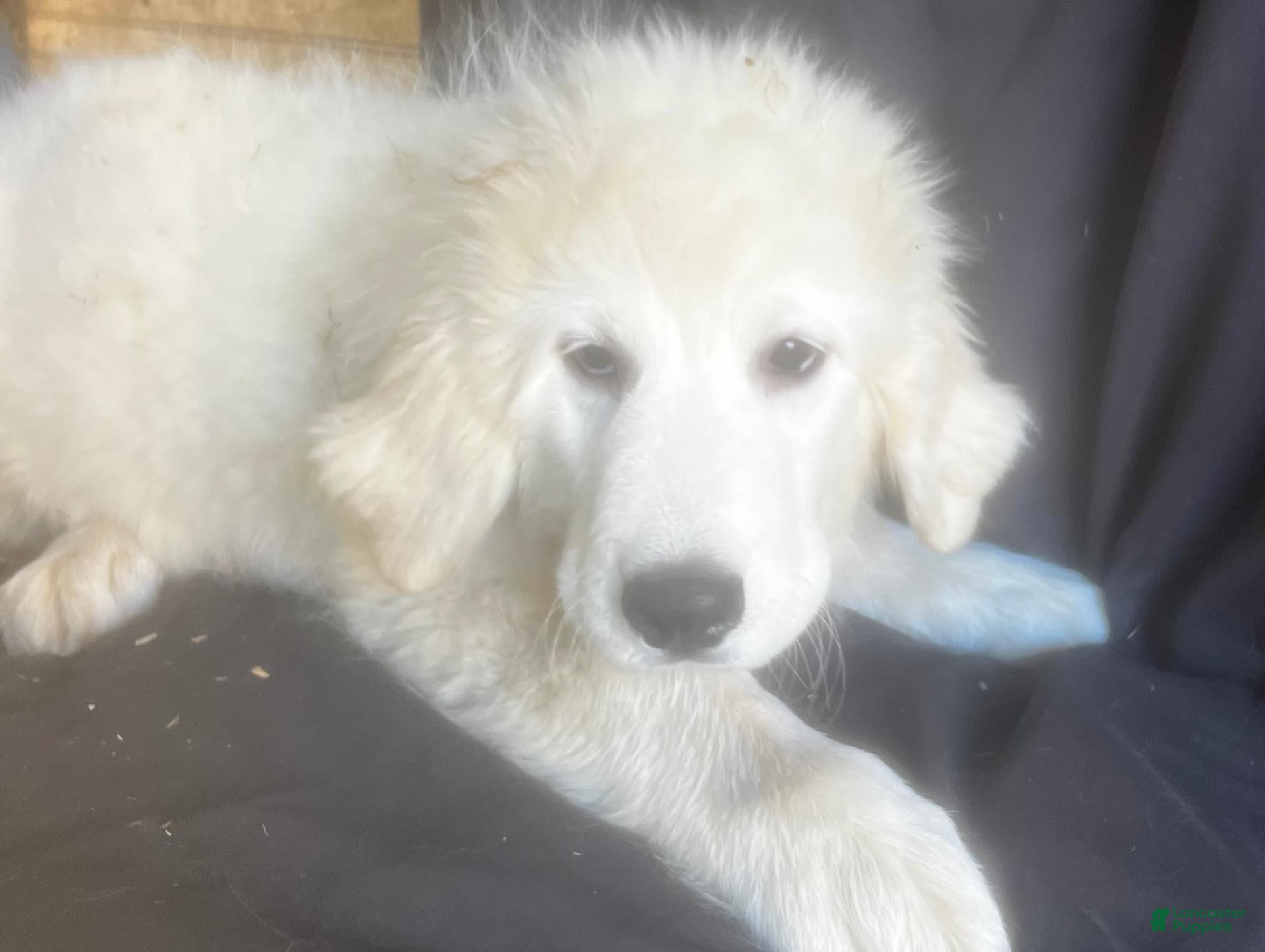 Great Pyrenees dogs for sale: Dusty - Ad 2