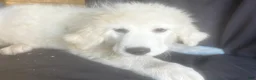 Great Pyrenees dogs for sale: Dusty - Ad 2
