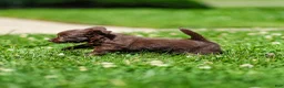 Chihuahua dogs for sale: Jolene Chihuahua Puppy  - Ad 5