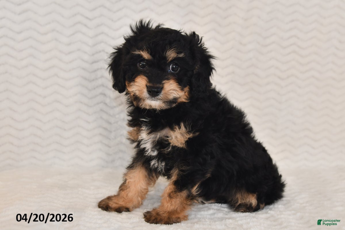 Cavapoo dogs Ben - Ad 2