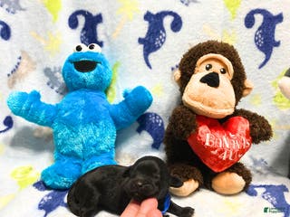 Labradoodle dogs Simba - Ad 3