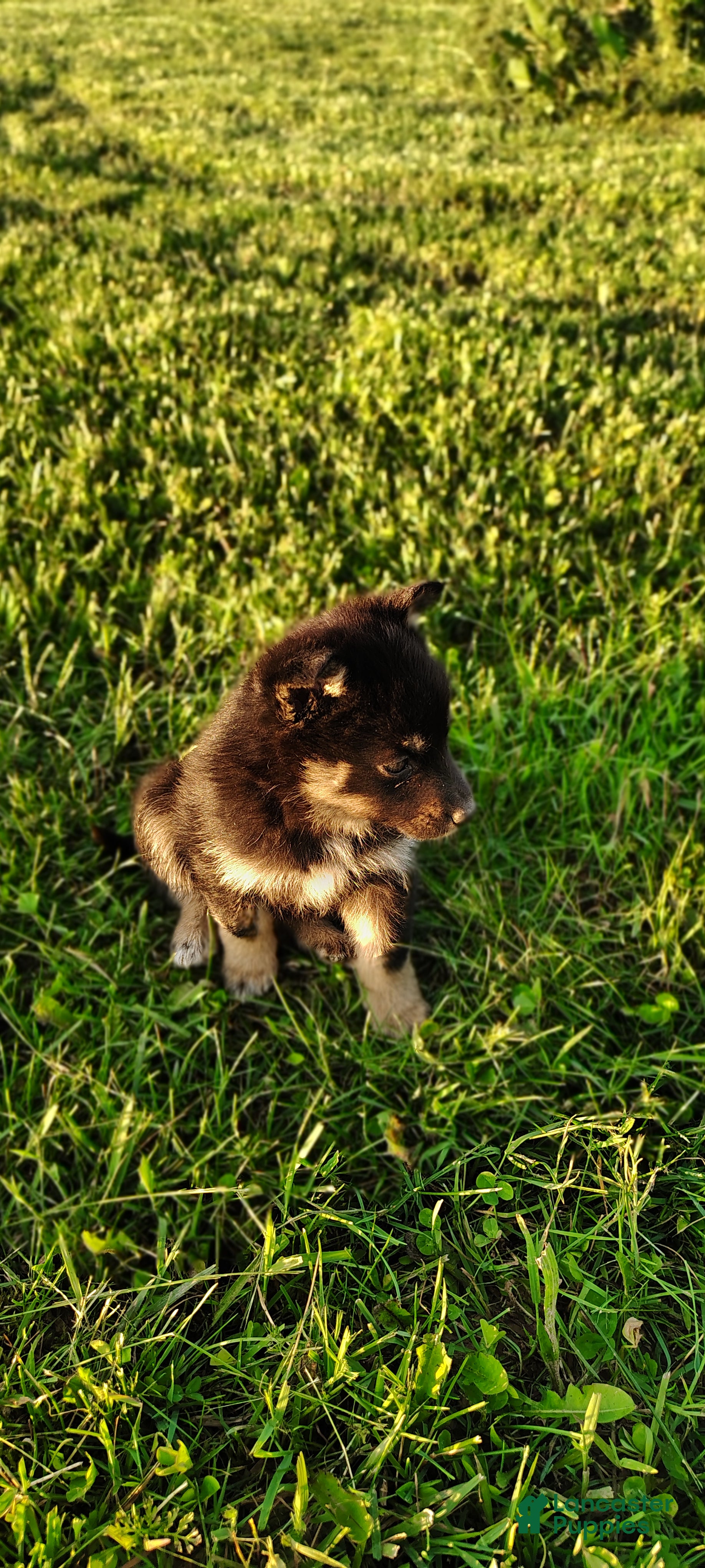 Mixed Breed dogs Dasiy - Ad 2