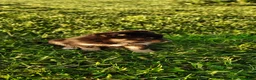 Mixed Breed dogs for sale: Dasiy - Ad 2