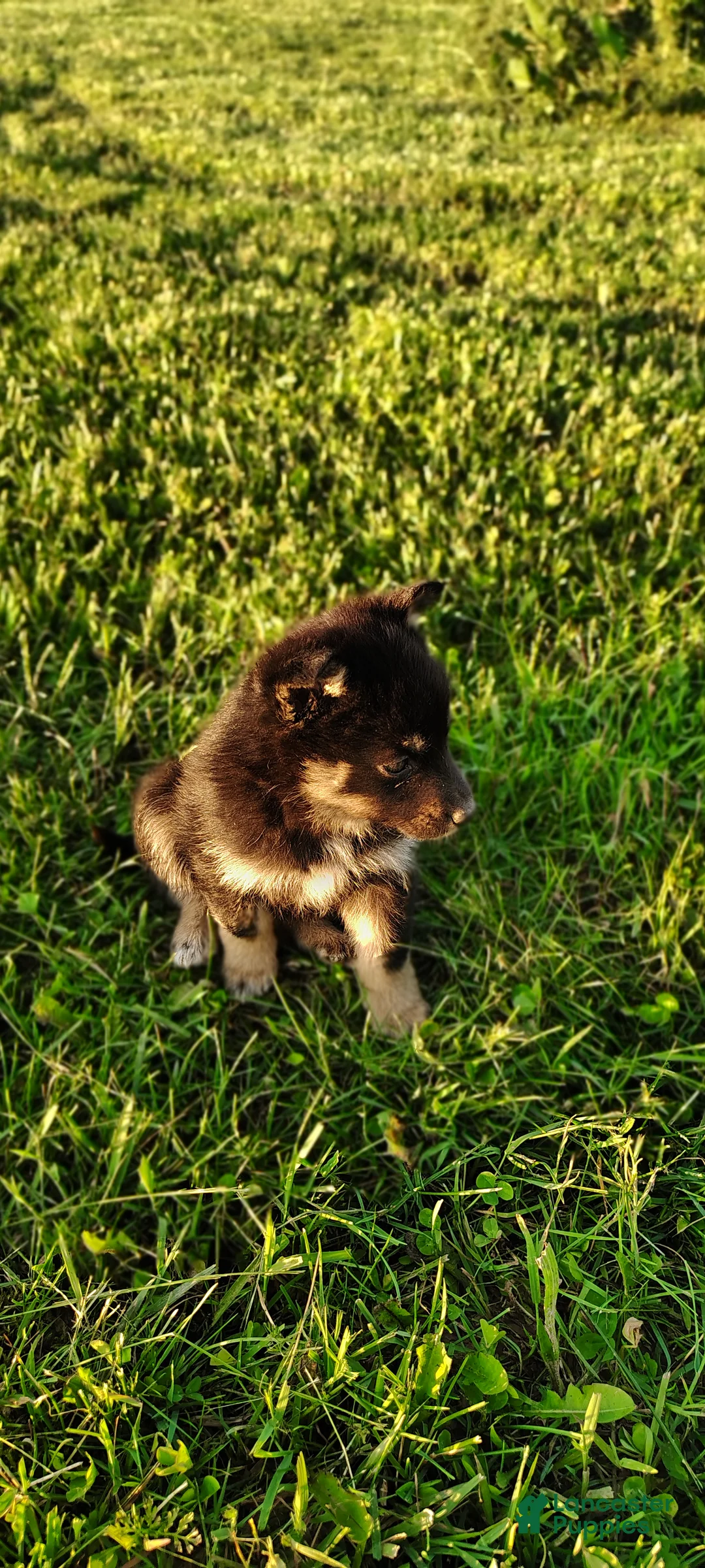 Mixed Breed dogs for sale: Dasiy - Ad 2