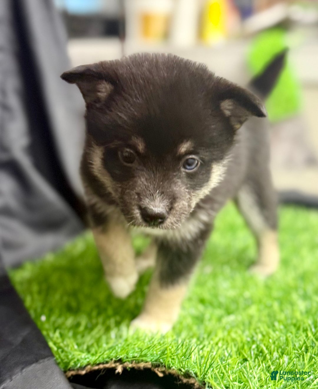 Mixed Breed dogs for sale: Sugar  - Ad 10