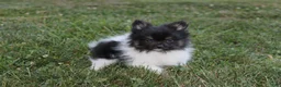 Pomeranian dogs for sale: Ziggy - Ad 4