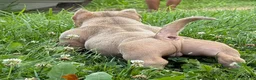 American Bully dogs for sale: Bubba - Ad 11