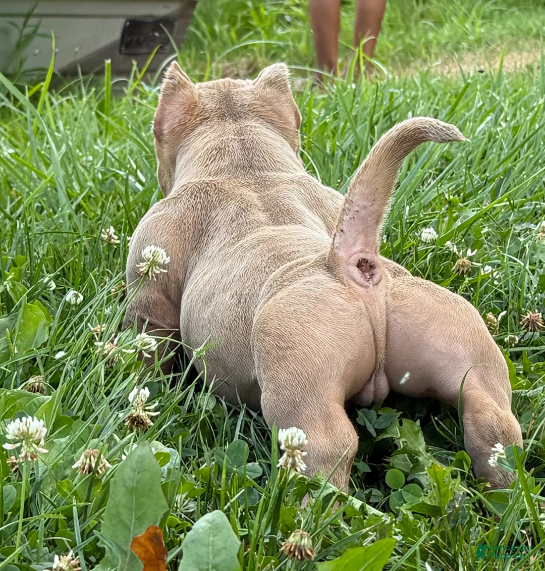 American Bully dogs for sale: Bubba - Ad 11