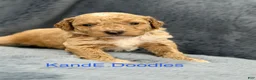 Mini Goldendoodle dogs for sale: Mini Goldendoodle (Archie) - Ad 11