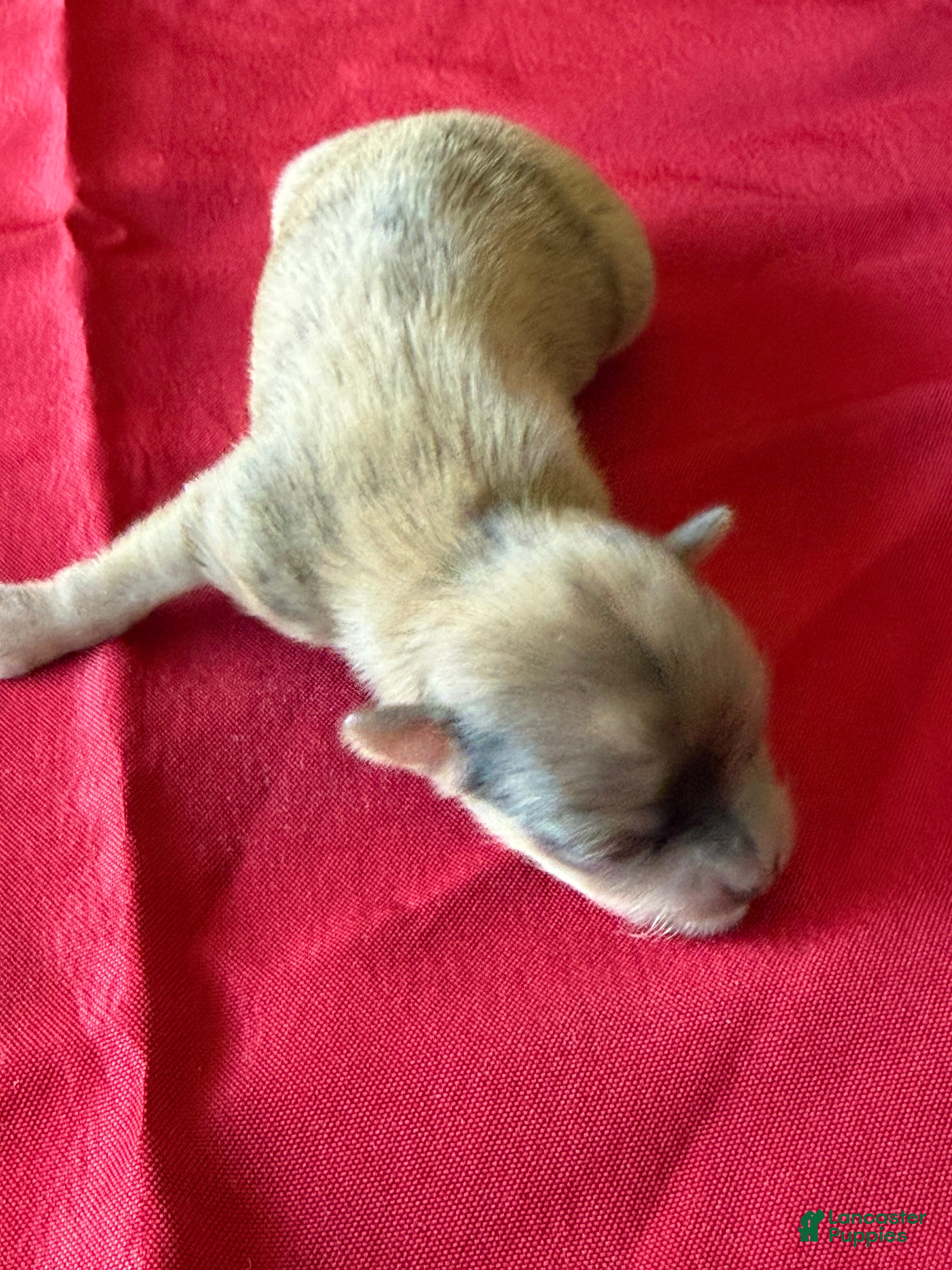 Chihuahua dogs Chihuahua Puppy 1 - Ad 41