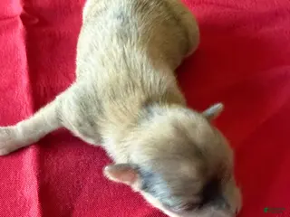 Chihuahua dogs Chihuahua Puppy 1 - Ad 41