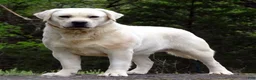 Labrador Retriever dogs for stud: Ukrainian Import Yellow Stud - Ad 5