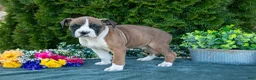 Boxer dogs for sale: Buster - Ad 3