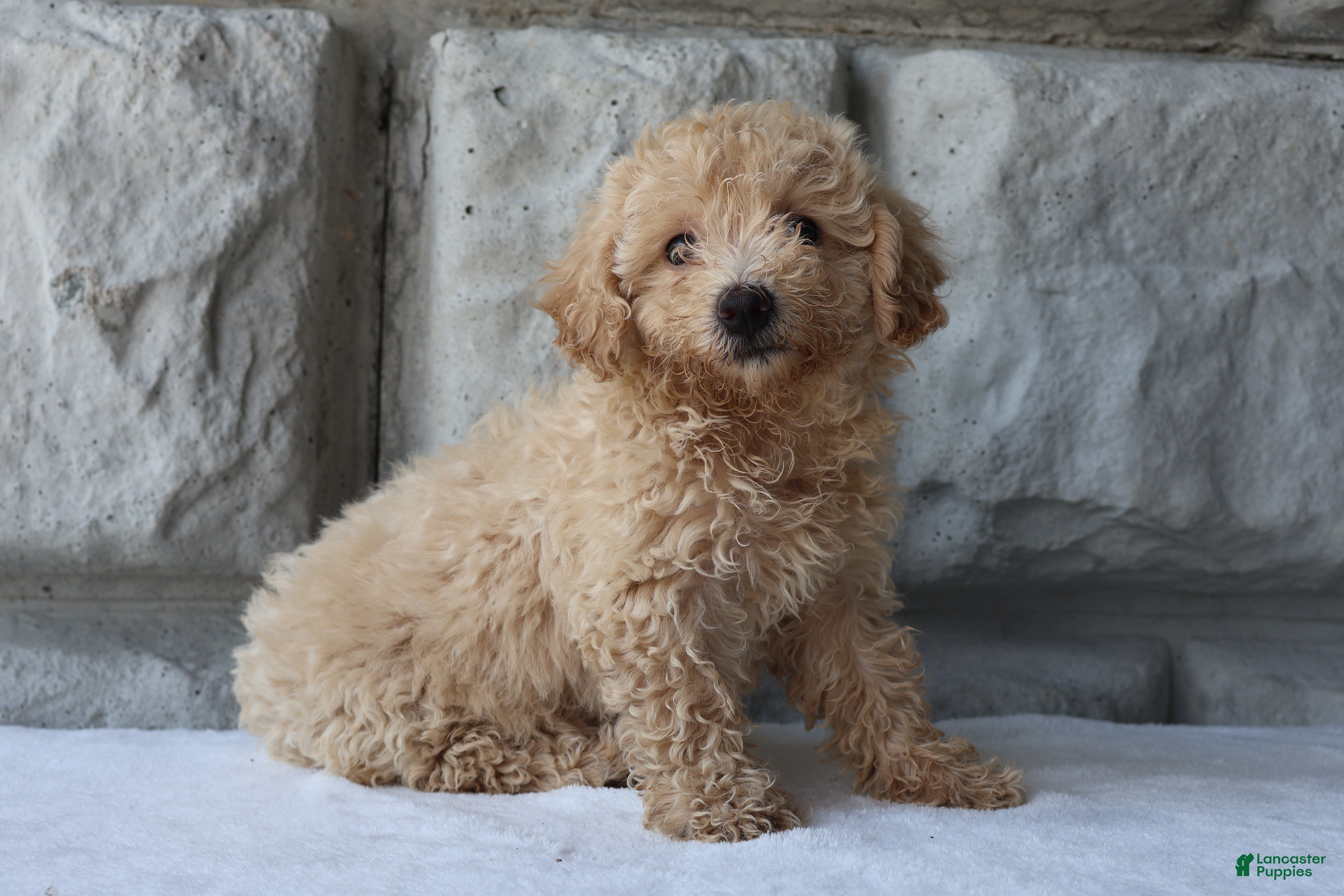 Bichpoo dogs Sparkle - Ad 1
