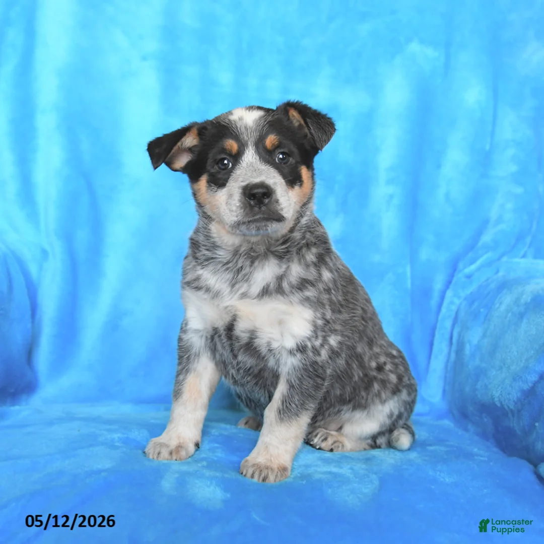Australian Cattle Dog dogs for sale: Sally - Ad 2