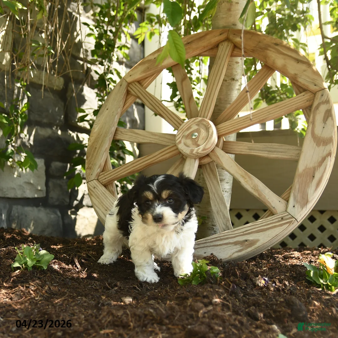 Havanese dogs for sale: Francis - Ad 3