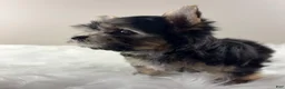 Yorkshire Terrier dogs for sale: AJ - Ad 6