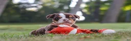 Beabull dogs for sale: Rosie - Ad 9