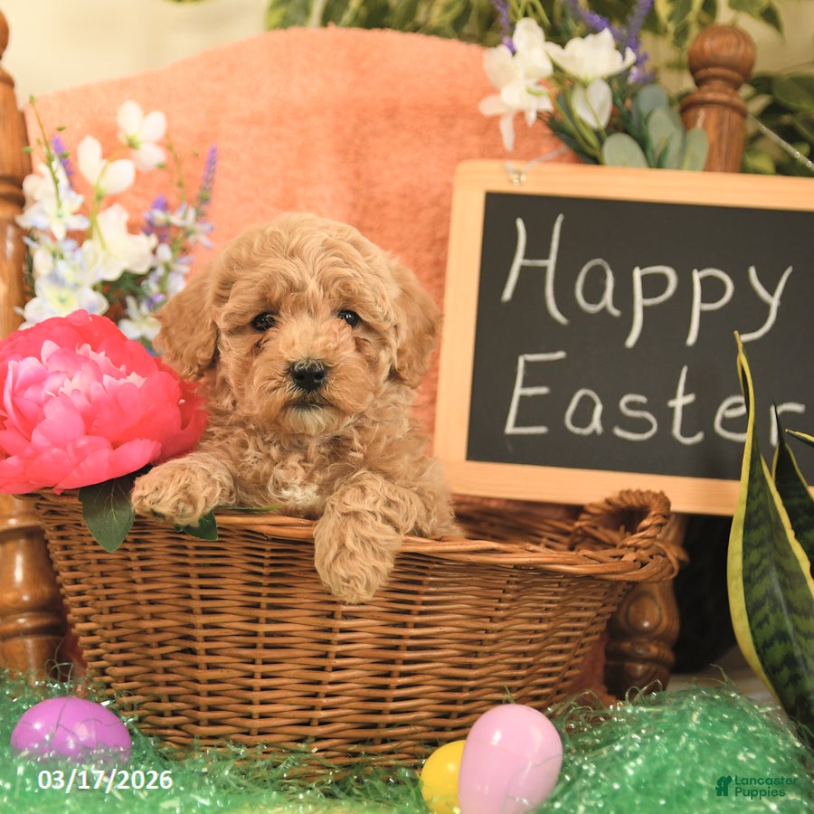 Mini Goldendoodle dogs Sophie - Ad 2