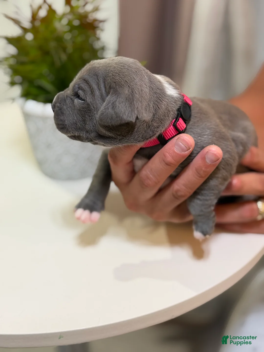 Mixed Breed dogs for sale: Pink collar - Ad 2