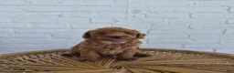 Mini Goldendoodle dogs for sale: Mari - Ad 11