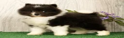 Pomeranian dogs for sale: Sapphire Princess - Ad 6