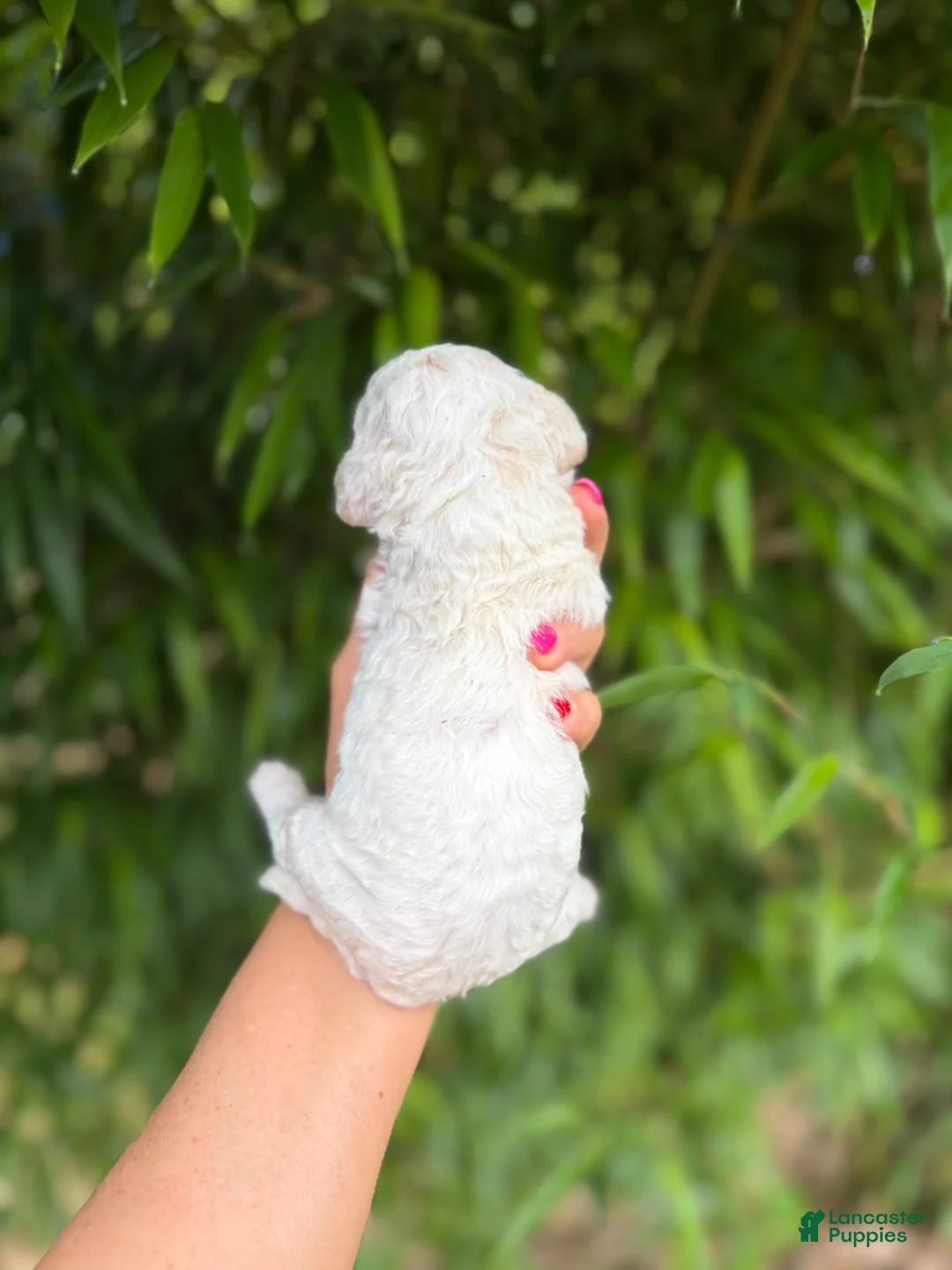 Cockapoo dogs for sale: Cockapoo Puppy 1 - Ad 2