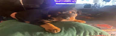 Rottweiler Puppy 7