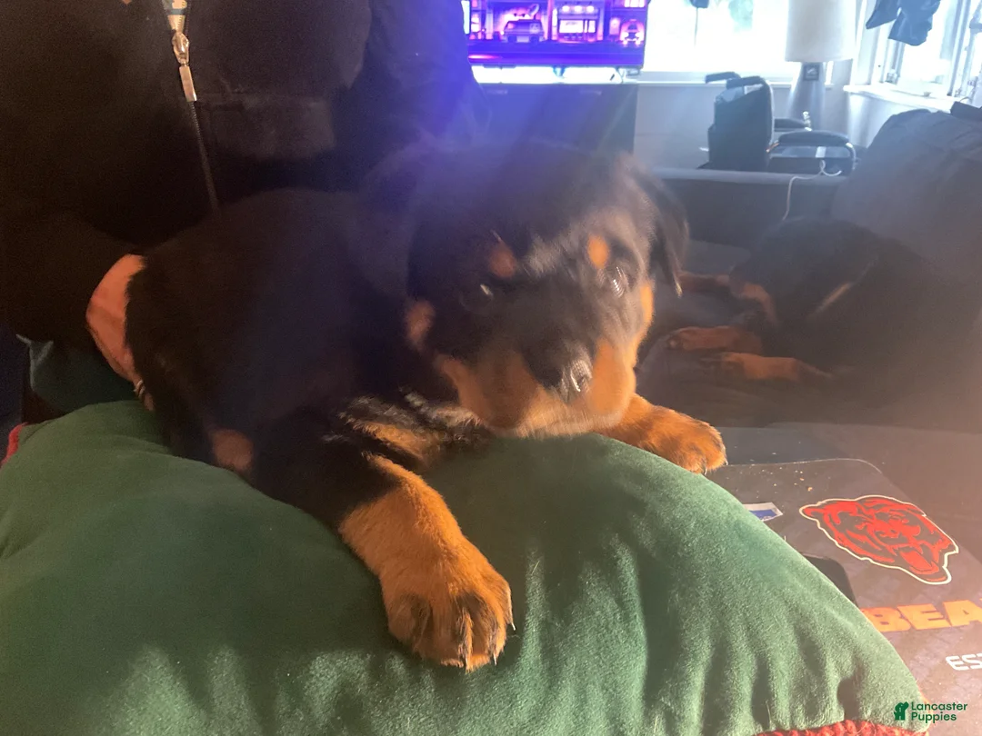 Rottweiler dogs for sale: Rottweiler Puppy 7 - Ad 1