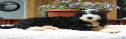 Bernedoodle dogs for sale: Matteo - Ad 5