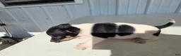 Chihuahua dogs for sale: Piggy - Ad 2