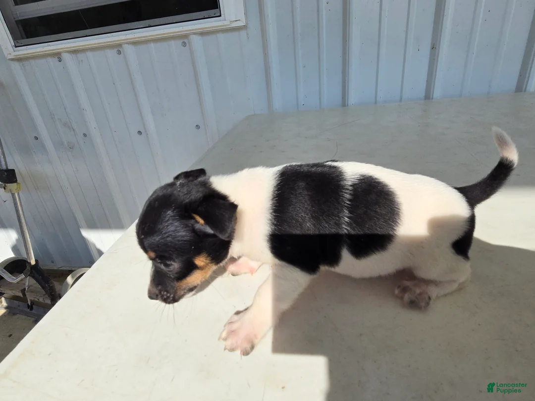 Chihuahua dogs for sale: Piggy - Ad 2