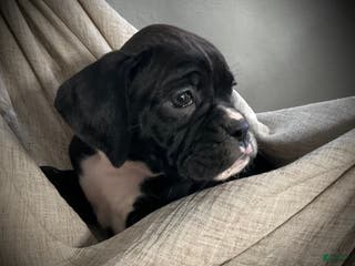 Boxer dogs for sale: Brooklyn - Ad 2