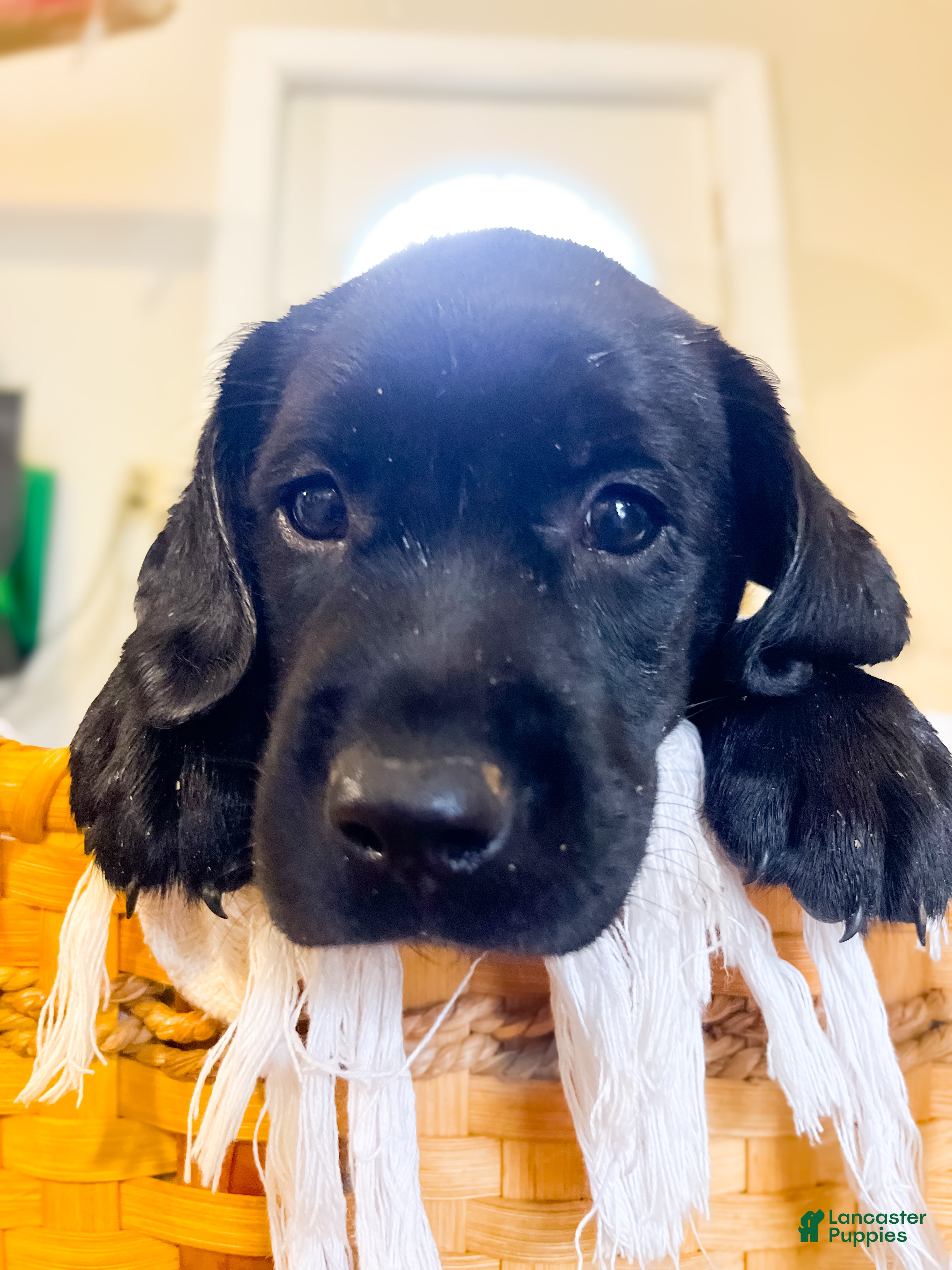 Labrador Retriever dogs Jet - Ad 2
