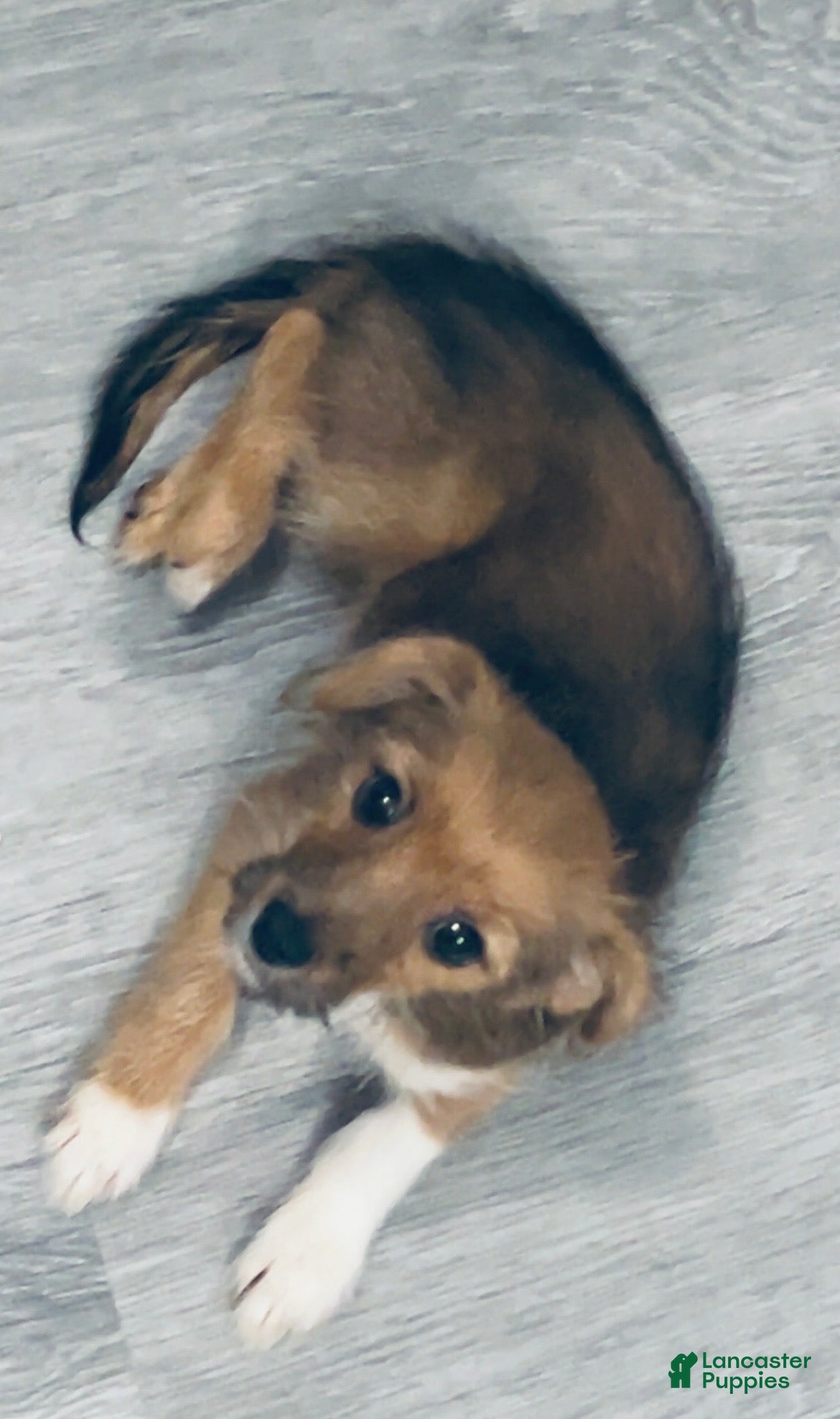 Mixed Breed dogs Mixed Breed Puppy 1 - Ad 37