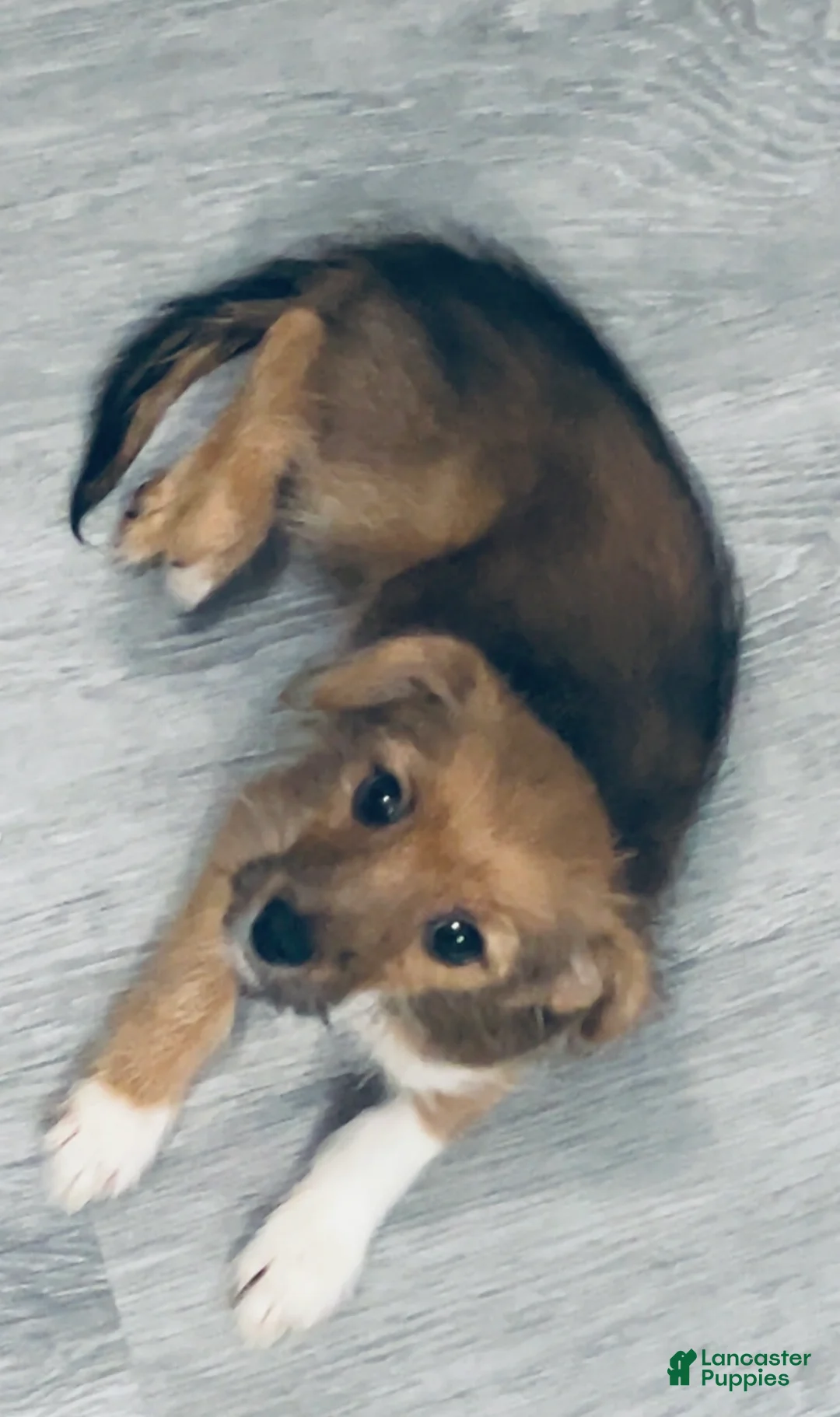 Mixed Breed dogs for sale: Mixed Breed Puppy 1 - Ad 1