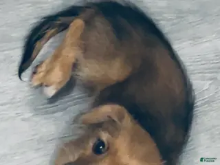 Mixed Breed dogs Mixed Breed Puppy 1 - Ad 37