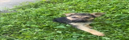 German Shepherd dogs for sale: Lulu - Ad 9